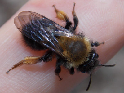 Andrena clarkella - Clark's Andrena