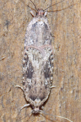 0867 Agonopterix pulvipennella