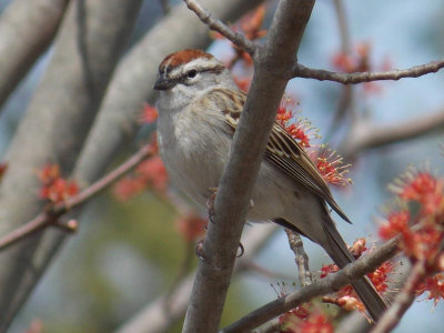 Emberizine Sparrows & Their Allies