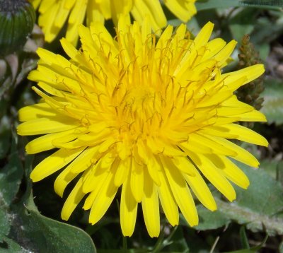 Taraxacum officinale - Common Dandelion