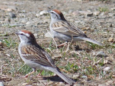 Spizella passerina - Chipping Sparrow