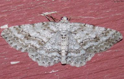 6597 - Ectropis crepuscularia (Small Engrailed)