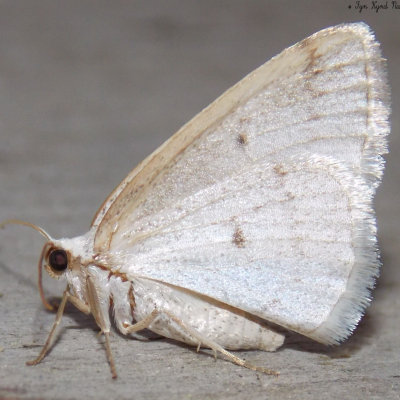 6668 - Lomographa glomeraria (Gray Spring Moth)