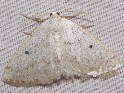 6668 - Lomographa glomeraria (Gray Spring Moth)