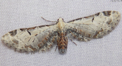 7605 Eupithecia ravocostaliata (Tawny Eupithecia)