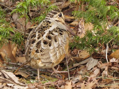 American Woodcock