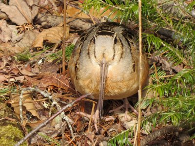 American Woodcock