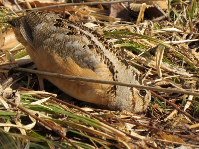 American Woodcock