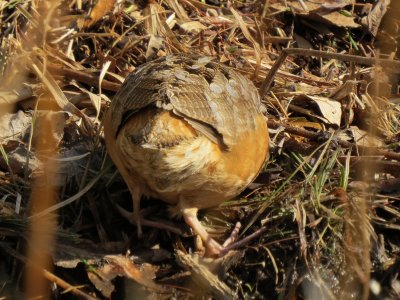 American Woodcock