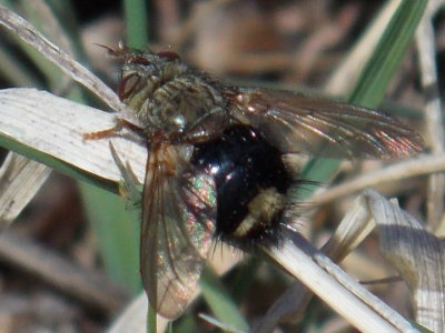 Tachinidae - Tachinid Flies 