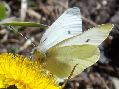 Pieris rapae - Cabbage White