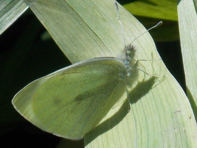 Pieris rapae - Cabbage White