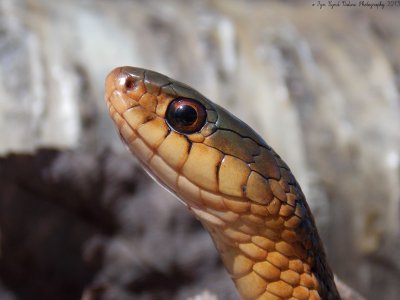 Colubridae - Colubrid Snakes