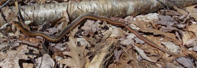 Thamnophis sirtalis sirtalis - Eastern Garter Snake