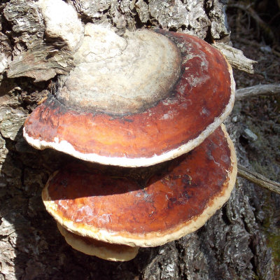 Fomitopsis pinicola - Red Banded Polypore