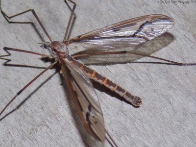 Tipulomorpha - Crane Flies