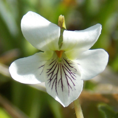 Viola blanda - Sweet White Violet