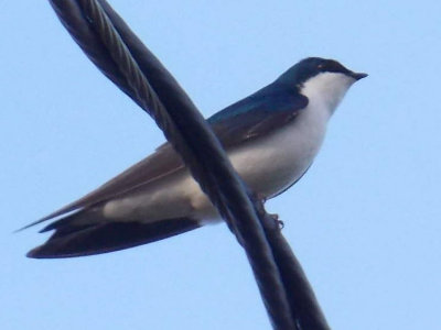 Tachycineta bicolor - Tree Swallow 