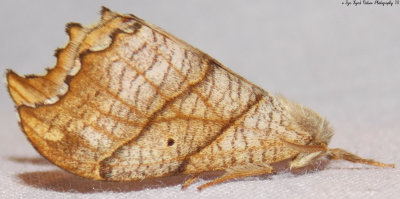 6235-6255 - Drepanoid Moths