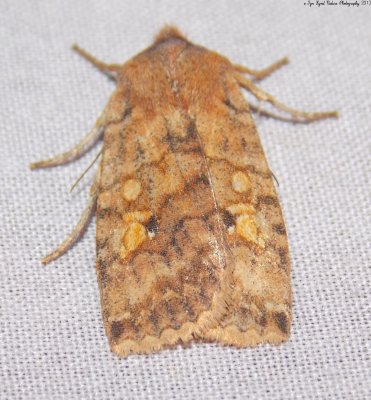 9935 – Eupsilia tristigmata (Three-spotted Sallow)