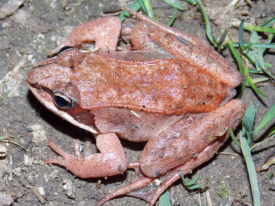 Lithobates sylvaticus - Wood Frog