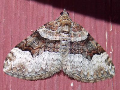 7390 – Xanthorhoe lacustrata (Toothed Brown Carpet)