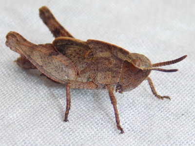 Acrididae - Short-horned Grasshoppers