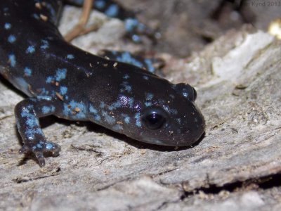 Ambystoma laterale - Blue-spotted Salamander