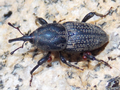  Weevils - Curculionoidea