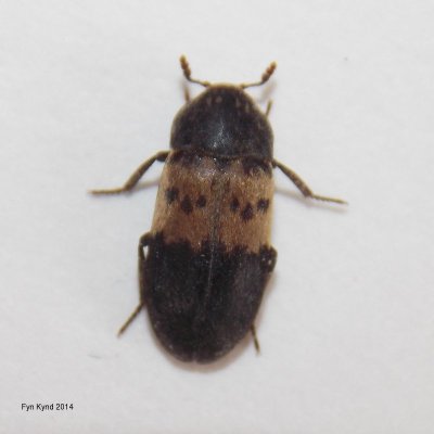 Dermestes lardarius - Larder Beetle