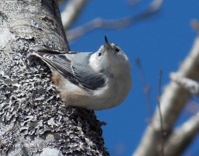 Nuthatches & Creepers 