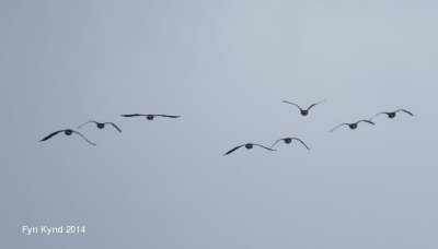 Swans, Geese, & Ducks 