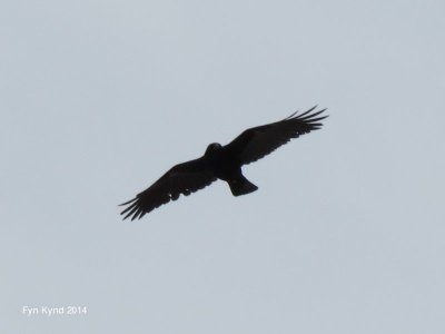 American Crow