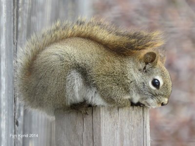Sciuridae - Squirrels 