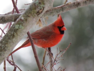 Tanagers, Cardinals, & their allies 