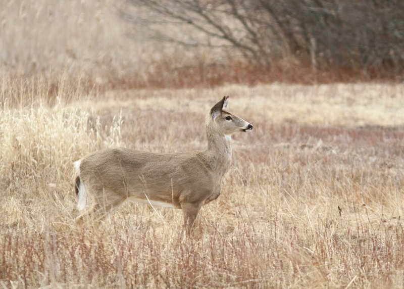 White tail deer