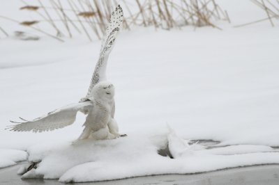 Snowy owls