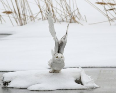 Snowy owls