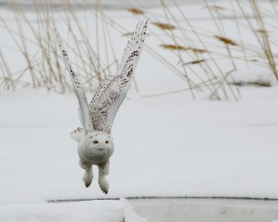 Snowy owls