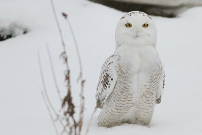 Snowy owls