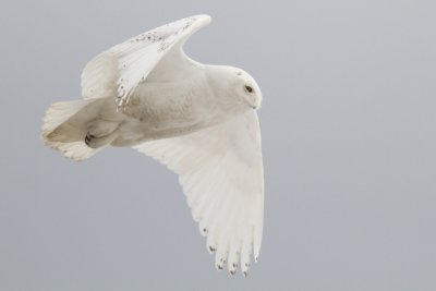 Snowy owls