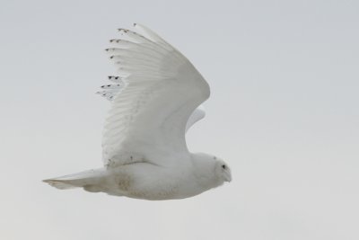 Snowy owls