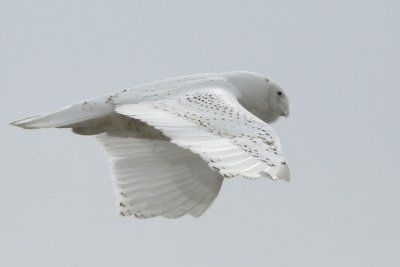 Snowy owls