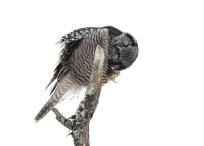 Northern hawk owl