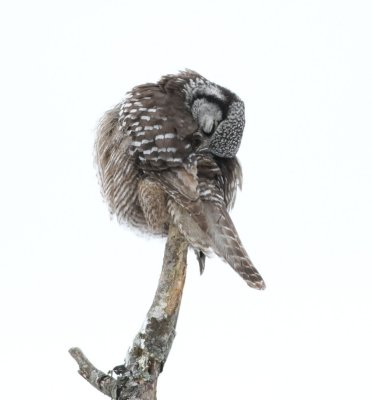Preening northern hawk owl