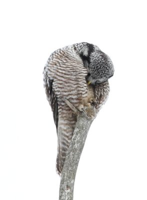Preening northern hawk owl
