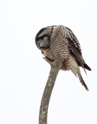 Preening northern hawk owl