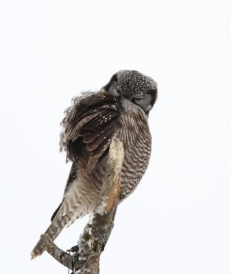 Preening northern hawk owl