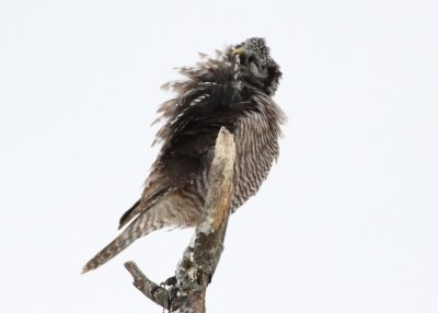 Preening northern hawk owl