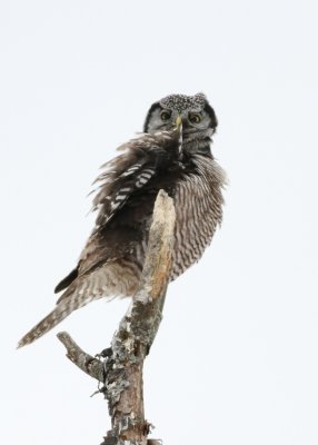Preening northern hawk owl